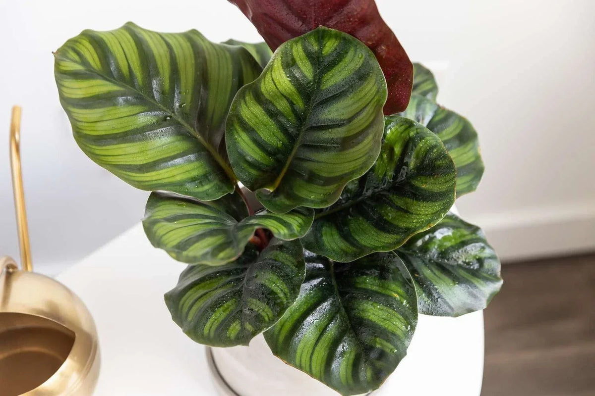 Calathea Fasciata Seeds - 25+ Rare Indoor/Outdoor Plant Seeds - Calathea fasciata - USA Grown, Free Shipping