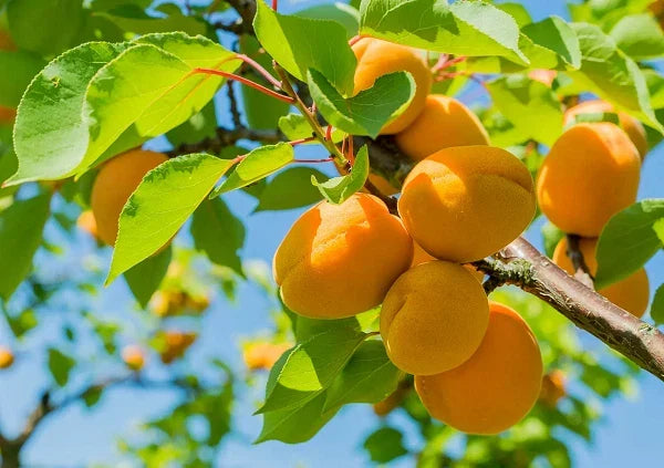 Apricot Trees Rooted Plant 2 ft Prunus armeniaca - Healthy New Stock for Home Garden & Orchard