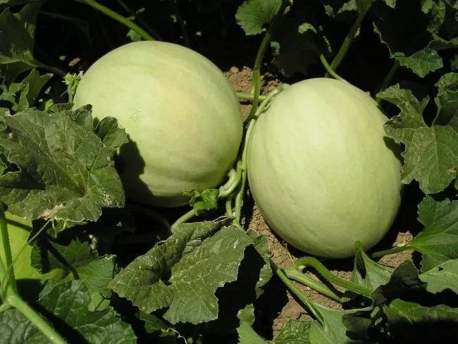 Honeydew Green Flesh Melon Seeds - NON-GMO, Sweet Flavor, Cucumis melo - Multiple Sizes Available for Easy Planting