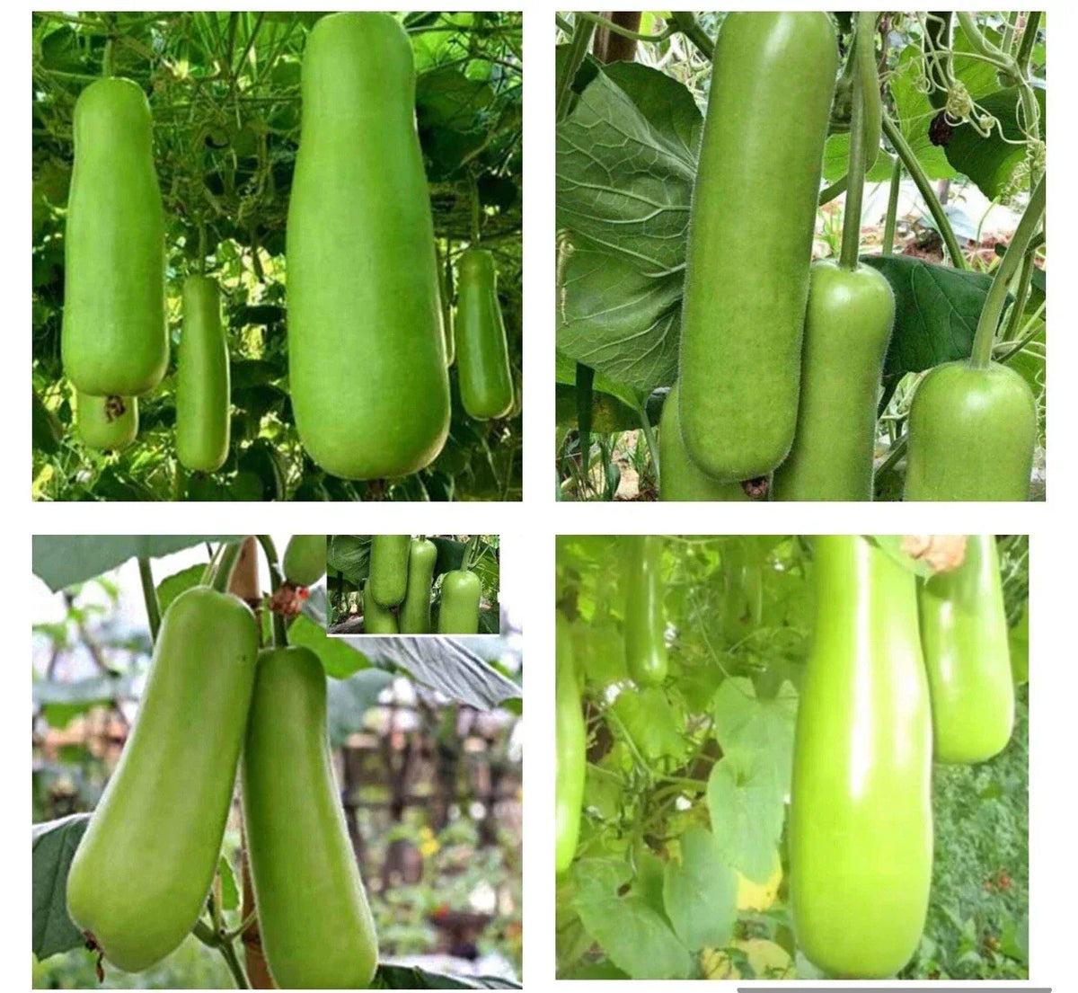 Heirloom Bottle Gourd Seeds - 20+ Non-GMO Upo Calabash - Lagenaria siceraria for Home Gardening