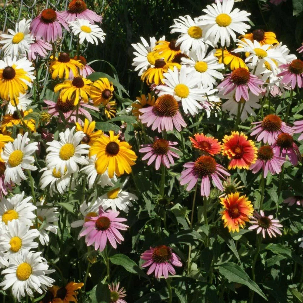 Perennial Wildflower Mix 1 Ounce 15 Species Easy Grow Native Pollinator Friendly Various Species
