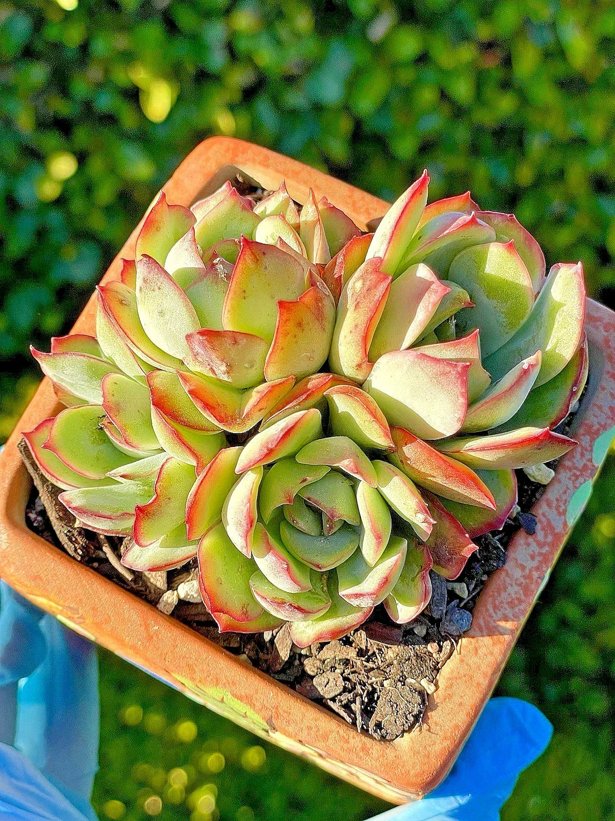 Echeveria Pulidonis 3.5-Inch Live Plant - Rare Succulent with 4 Heads, Silvery-Green and Red Edges, Award-Winning Variety