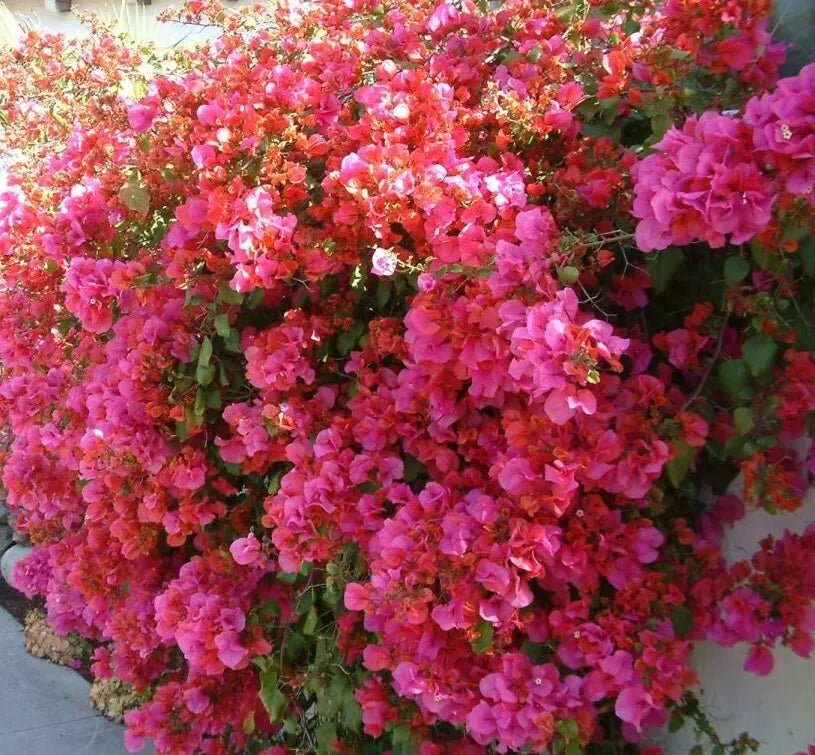 Bougainvillea Starter Plant - Barbara Karst Variety - Bare Root - Bougainvillea glabra - Vibrant Magenta Blooms