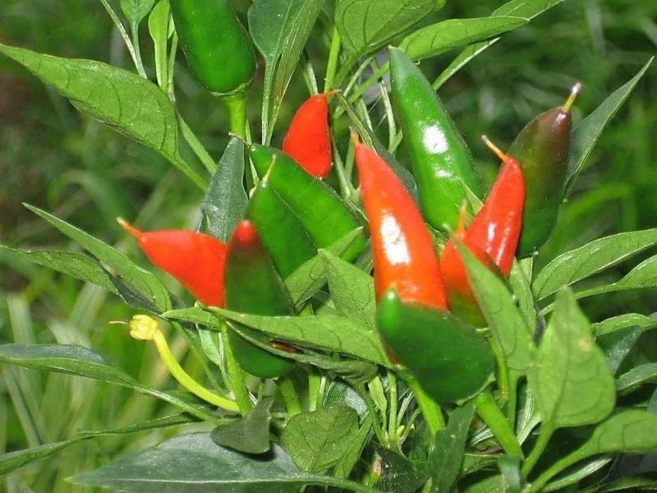 Mirasol Chile Pepper Seeds - New Mexico NUMEX Variety - Capsicum annuum - Ideal for Peruvian Cuisine, Medium Heat, 20 Seeds