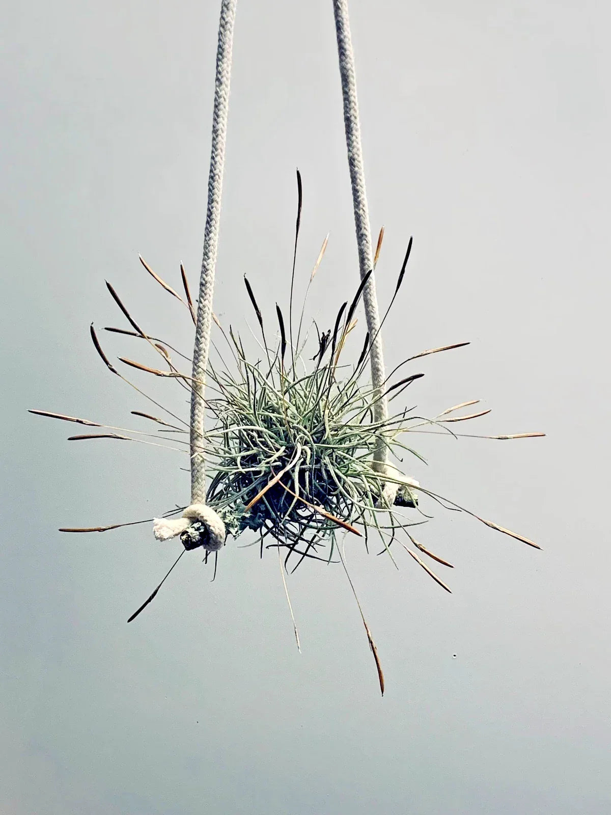 Air Plant Set of 4 - Tillandsia recurvata - Unique Indoor Decor - Easy Care for Home or Office