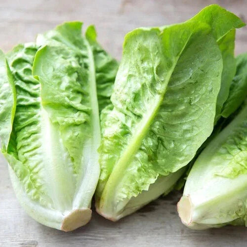 Little Gem Lettuce Seeds - Organic Heirloom Non-GMO - Lactuca sativa - Ideal for Home Gardening & Container Planting