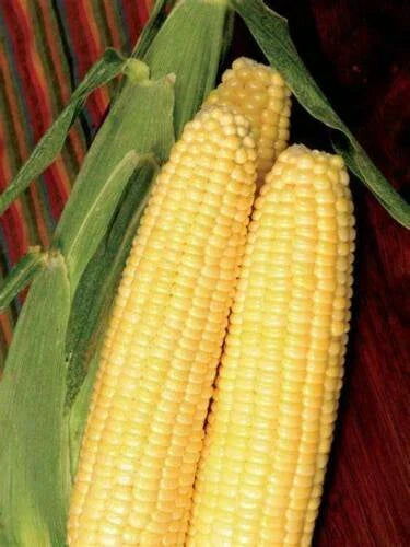 Cafe Sweet Corn Seeds - Non-GMO Fresh Seed for Gardening - Zea mays - 100 Seeds per Packet