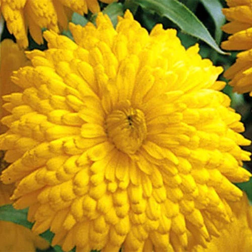 Calendula Seeds Packet | Heirloom Giant Double Yellow Flowers | Golden Emperor | Calendula officinalis | Non-GMO