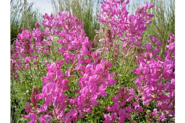 Northern Sweetvetch Seeds - 51+ Count - Drought-Tolerant Native Wildflower - Hedysarum boreale - Eco-Friendly Garden Plant