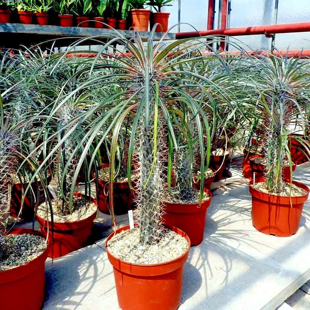 Pachypodium geayi Seeds | Rare Madagascar Palm Tree | Exotic Succulent Plant for Indoor/Outdoor Gardens