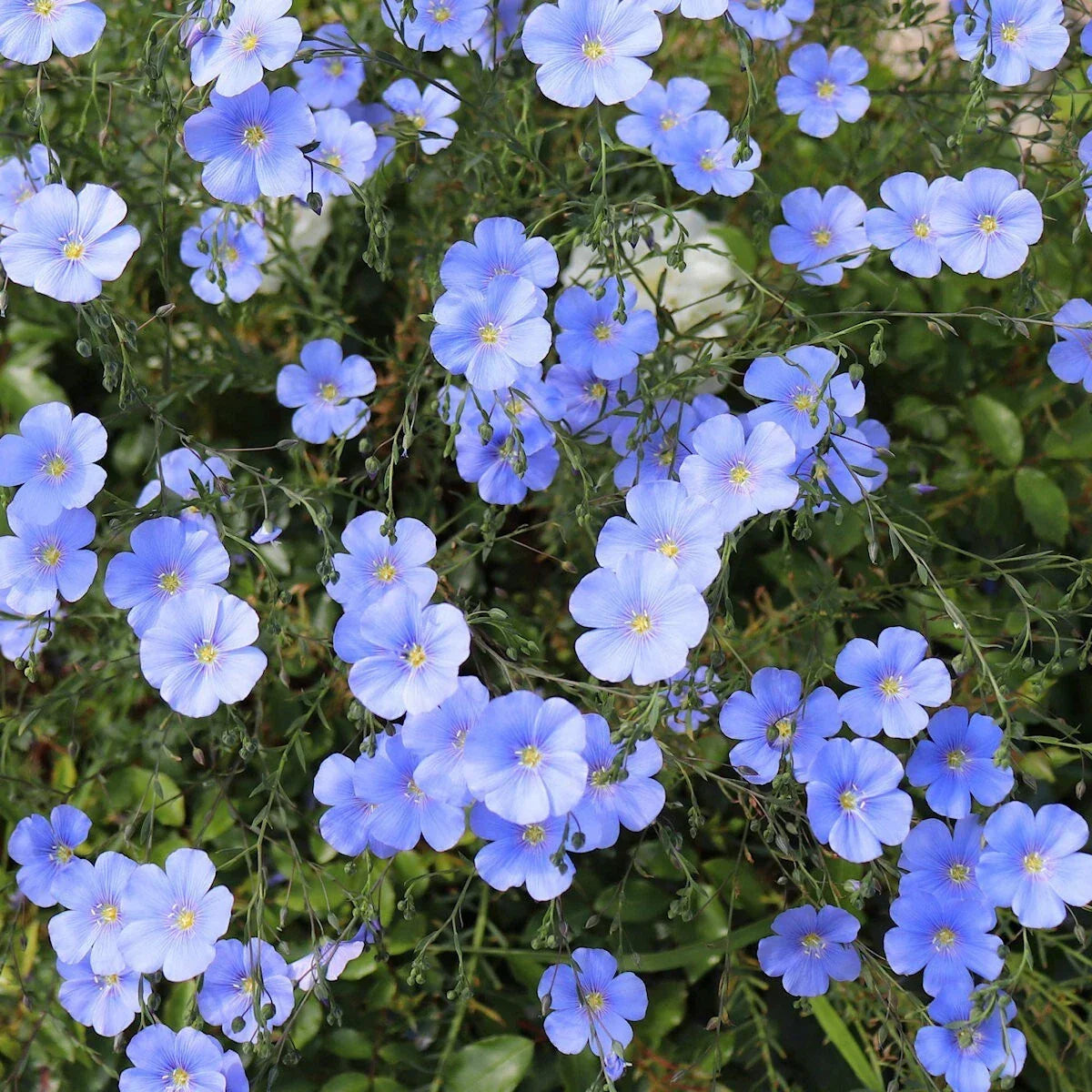 Blue Flax Wildflower Seeds 1/4 Lb Mylar Packet - Linum lewisii - High-Quality Pollinator-Friendly Seeds for Gardens