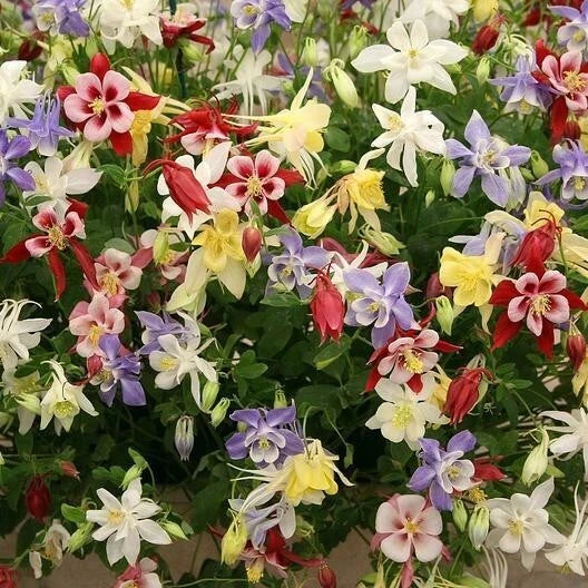 Wildflower Seeds Mix 500+ Perennial Shade Blend Non-GMO Heirloom for Pollinators Various Species