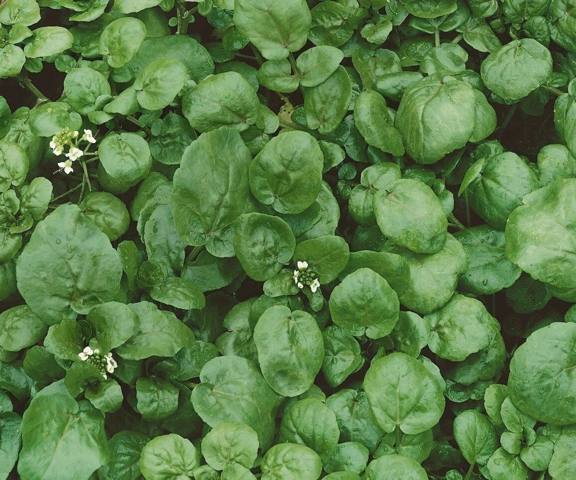 True Watercress Seeds 1000++ NON-GMO Heirloom Nasturtium officinale for Home Gardening and Aquaponics
