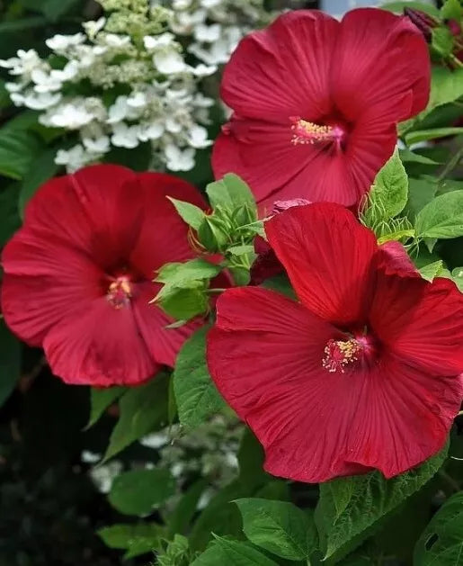 Honeymoon Red Hardy Hibiscus Seeds - 25+ Heirloom Dinner Plate Seeds, Hibiscus moscheutos, Vibrant Red Blooms for Garden