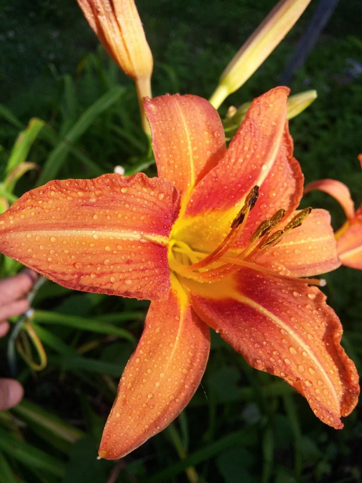 Orange Daylily Bulbs - 40 Rhizomes - Hemerocallis Fulva - Vibrant Perennial Flowers for Gardens and Landscapes