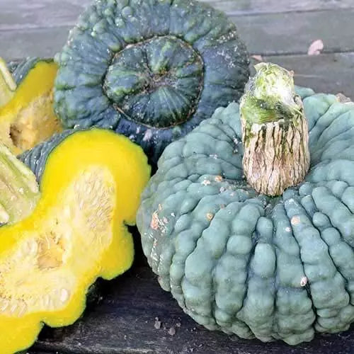 Green Warty Pumpkin Seeds (10 Seeds) - Organic Heirloom Cucurbita pepo for Gnocchi, Compact Bushy Vines, Unique Green Texture