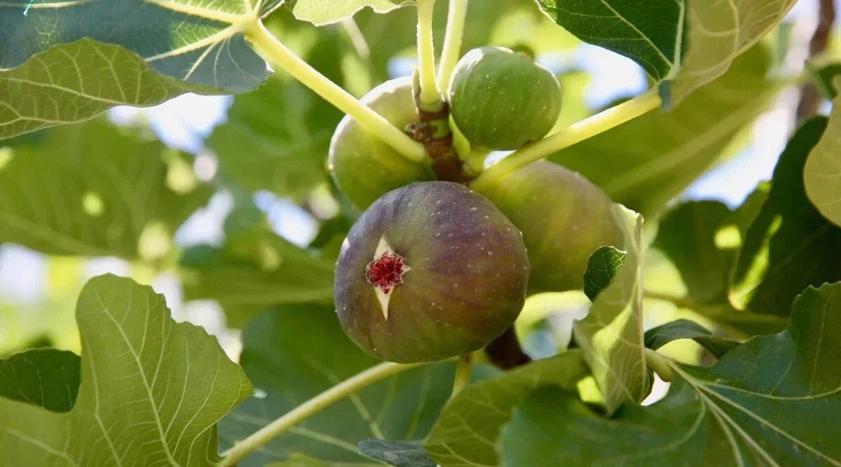 Alma Fig Seeds - 100+ Premium Non-GMO Seeds for Planting - Ficus carica 'Alma' - USA Origin, Easy to Grow for Gardens