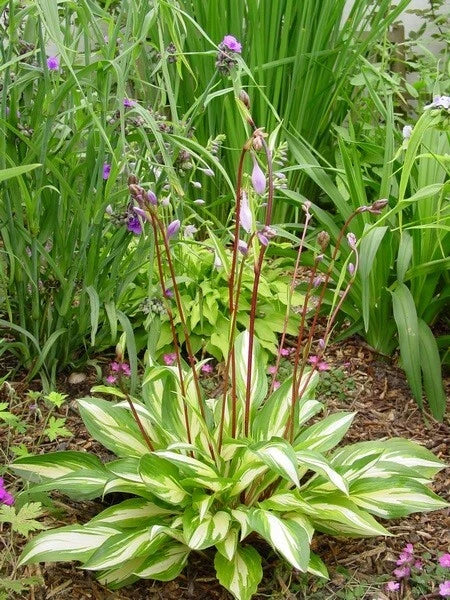 Hosta Cherry Berry Perennial Plant in 5.25" Pot - Unique Leaves with Red Stems - Shade Garden Favorite (Hosta spp.)