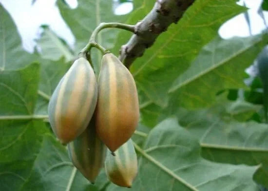 25+ Oak Leaved Papaya Seeds - Non-GMO Carica papaya - Tropical Garden Planting - USA Grown Seeds for Landscaping