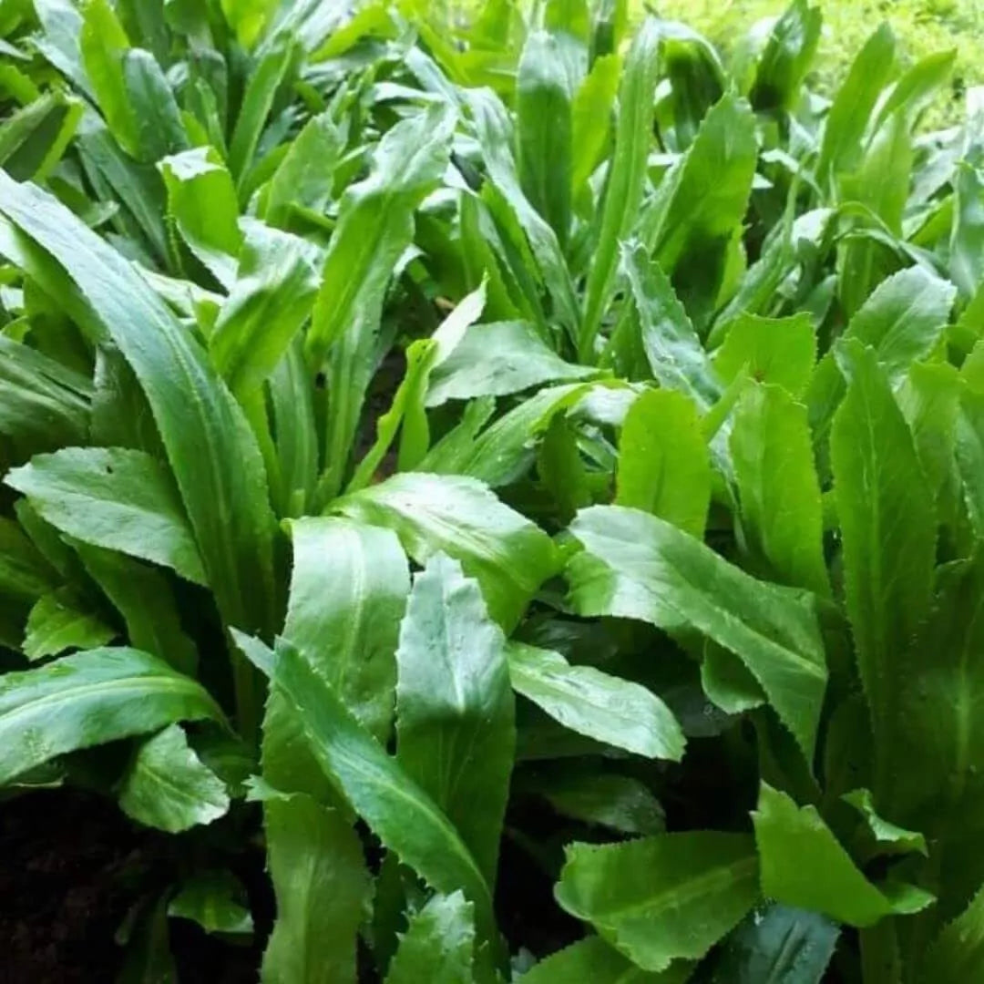 Culantro Seeds 500 Count Stinkweed Duck-Tongue Herb Eryngium foetidum Culinary Herb for Tropical Gardens
