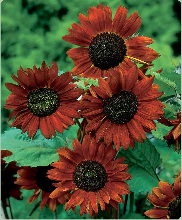 Velvet Queen Sunflower Seeds - Red Orange with Black Center, Non-GMO Heirloom, Helianthus annuus, Garden Planting Seeds