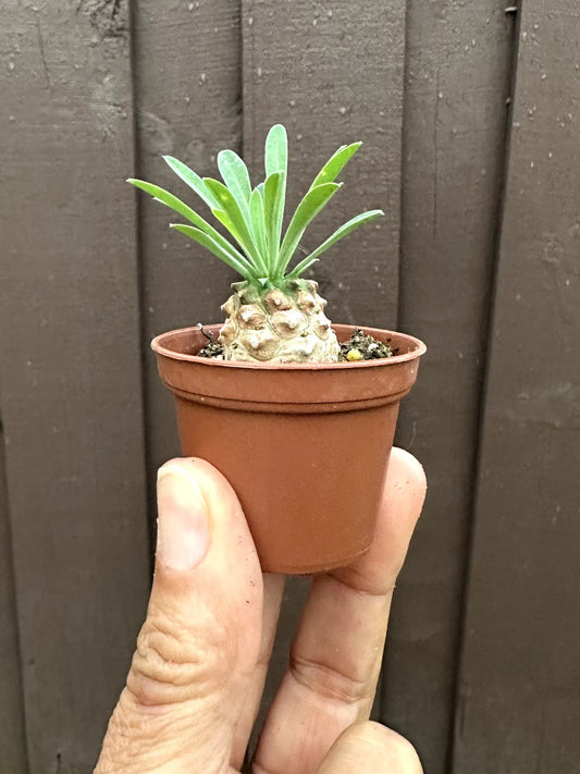 Euphorbia 'Cocklebur' Starter Plant - 1 3/4 Inch Pot - Euphorbia × japonica - Low Maintenance Succulent Indoor Plant