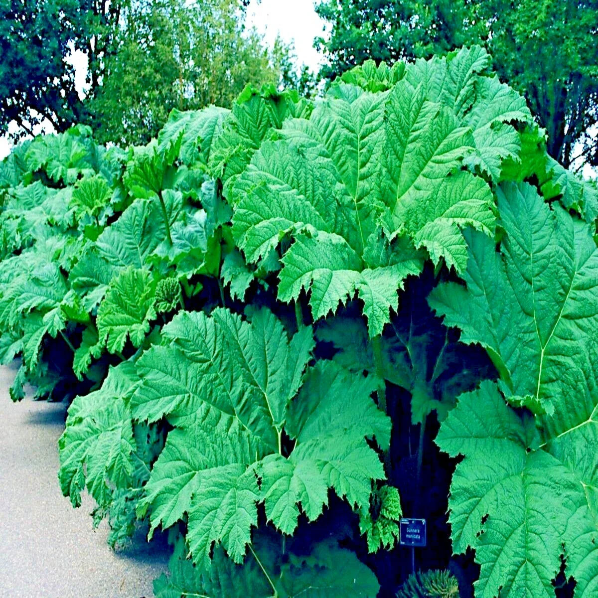 Gunnera Manicata Seeds - 25 Count - Giant Hardy Exotic Flower - Rare "Dinosaur Food" for Tropical Gardens - Gunnera Manicata