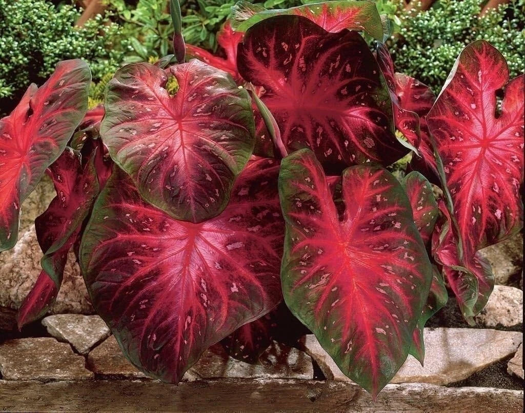 Caladium Bulbs - Red Flash Fancy Mix - Colorful Perennial Foliage - Caladium hortulanum - Easy to Grow for Shade Gardens
