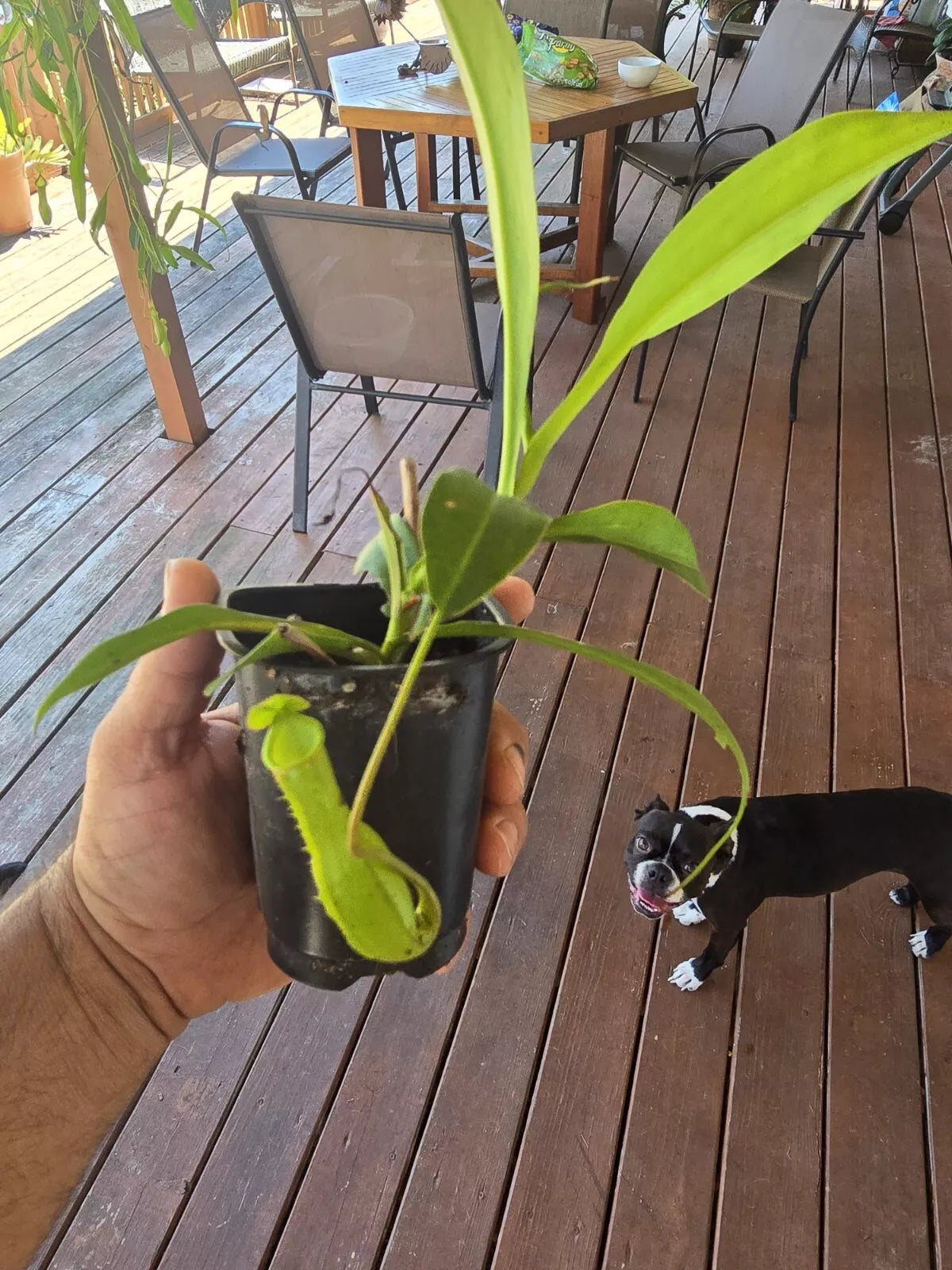 Tropical Pitcher Plant 6" Red Nepenthes Live Carnivorous Broadleaf Starter Pot - Exotic Indoor Plant Perfect for Beginners