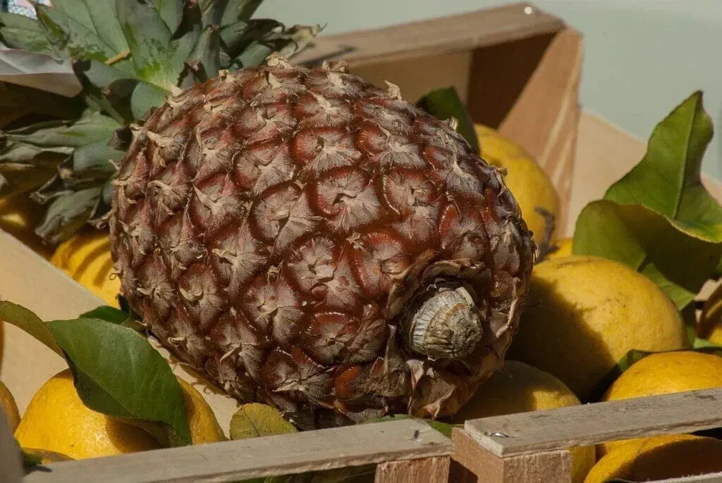 James Queen Pineapple Seeds - 15+ Pack - Ananas comosus - Non-GMO - Ideal for Home Gardening - USA