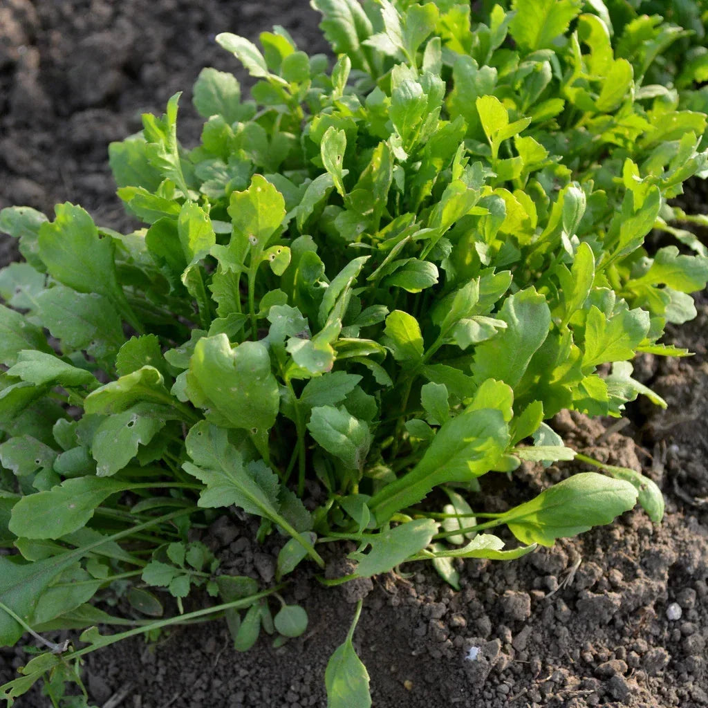 Curled Cress Seeds 1000+ Count Non-GMO Heirloom for 2025 Planting Lepidium sativum - Fast Germination, Nutritious Greens