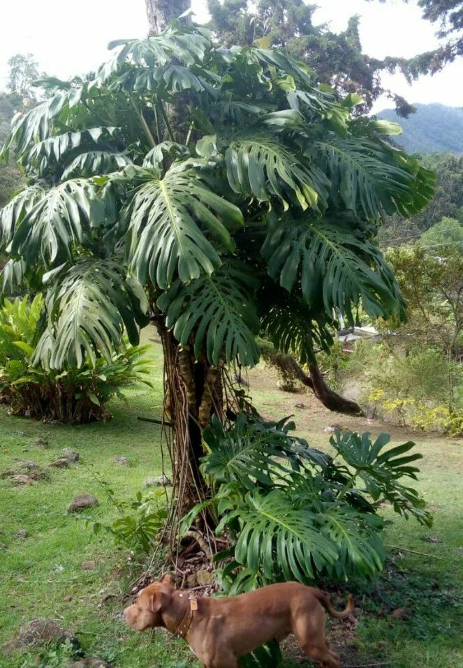 Monstera Deliciosa Seedling in 2" Pot - Green Giant Tropical Houseplant - Non-Variegated Monstera Plant