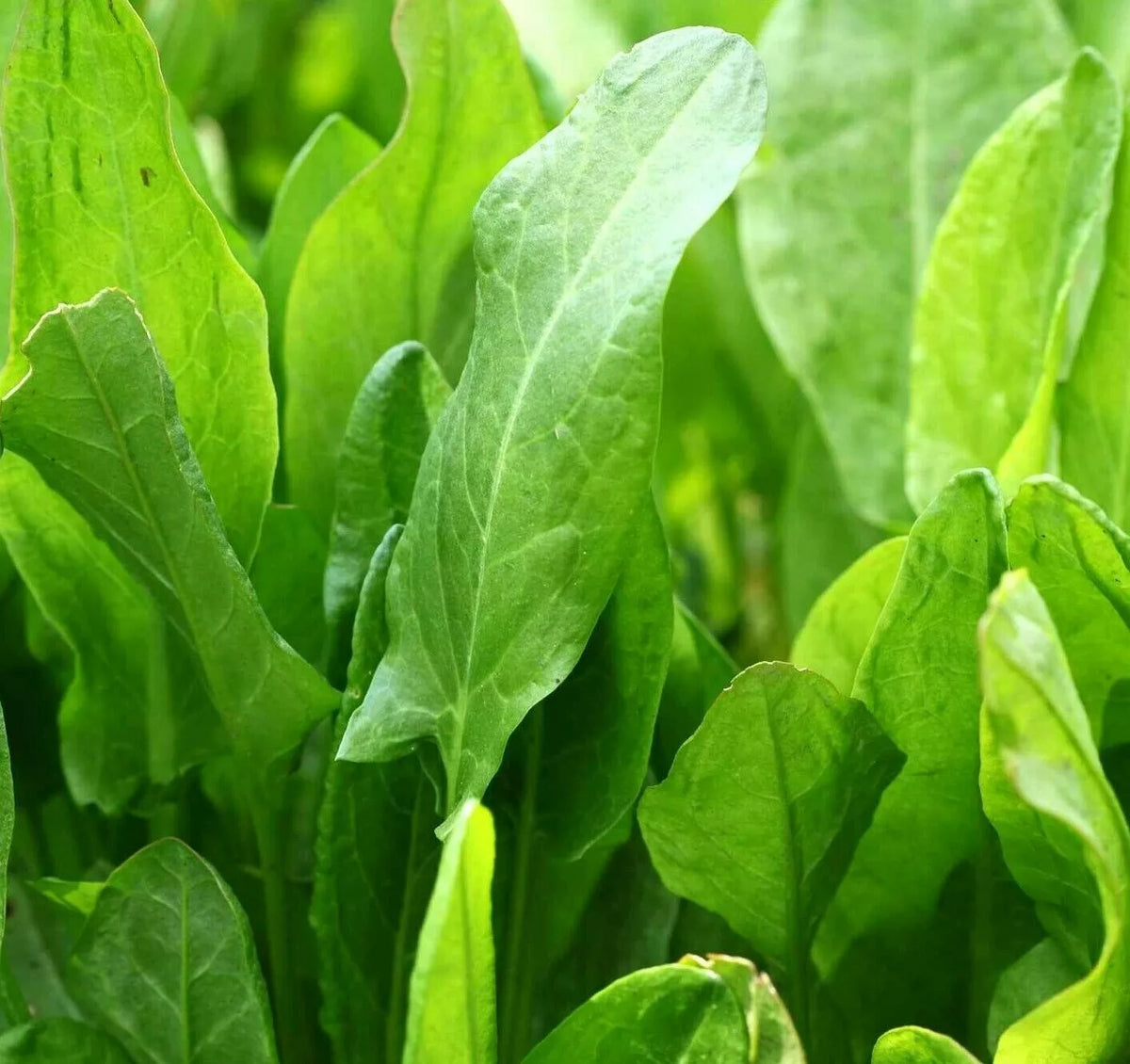 Large Leaf Sorrel Seeds 1000+ Perennial Green Vegetables Rumex acetosa for Home Gardening and Culinary Use