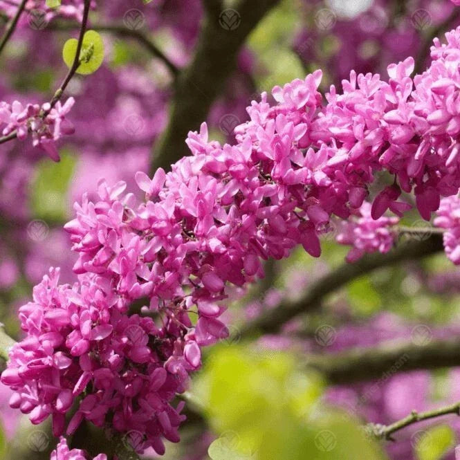 Judas Tree Seeds - 15 Seeds - Mediterranean Redbud - Cercis Siliquastrum - Pink to Purple Flowers for Ornamental Gardens