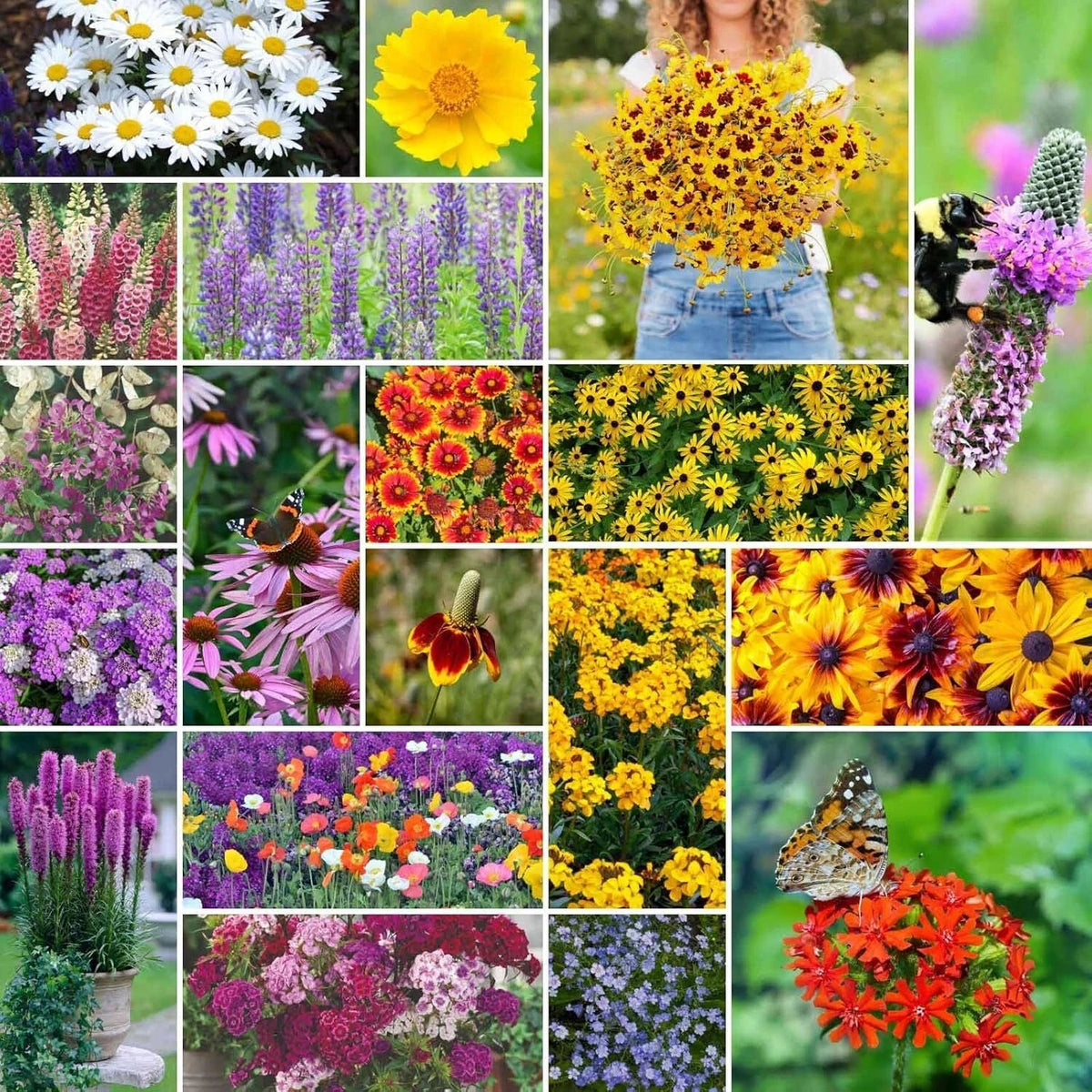 Perennial Wildflower Seeds 1/4 lb Mix, Native Blend for Pollinators, 120,000+ Seeds, Eco-Friendly Wildflower Mix