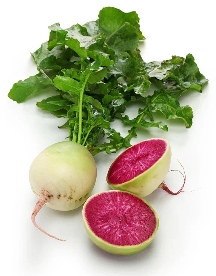 Watermelon Radish Seeds - 100+ Organic Non-GMO Heirloom - Raphanus sativus var. longipinnatus - Colorful Crunchy Vegetables