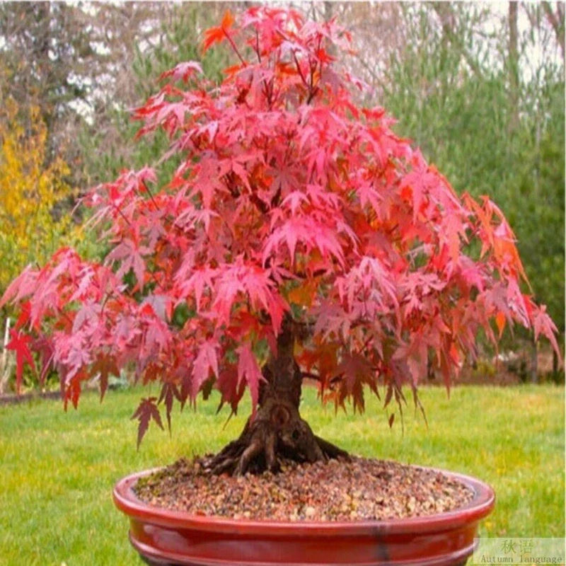 Red Japanese Maple Tree Seeds - 20 Pack, Acer Palmatum Atropurpureum, Vibrant Red Foliage for Bonsai Planting