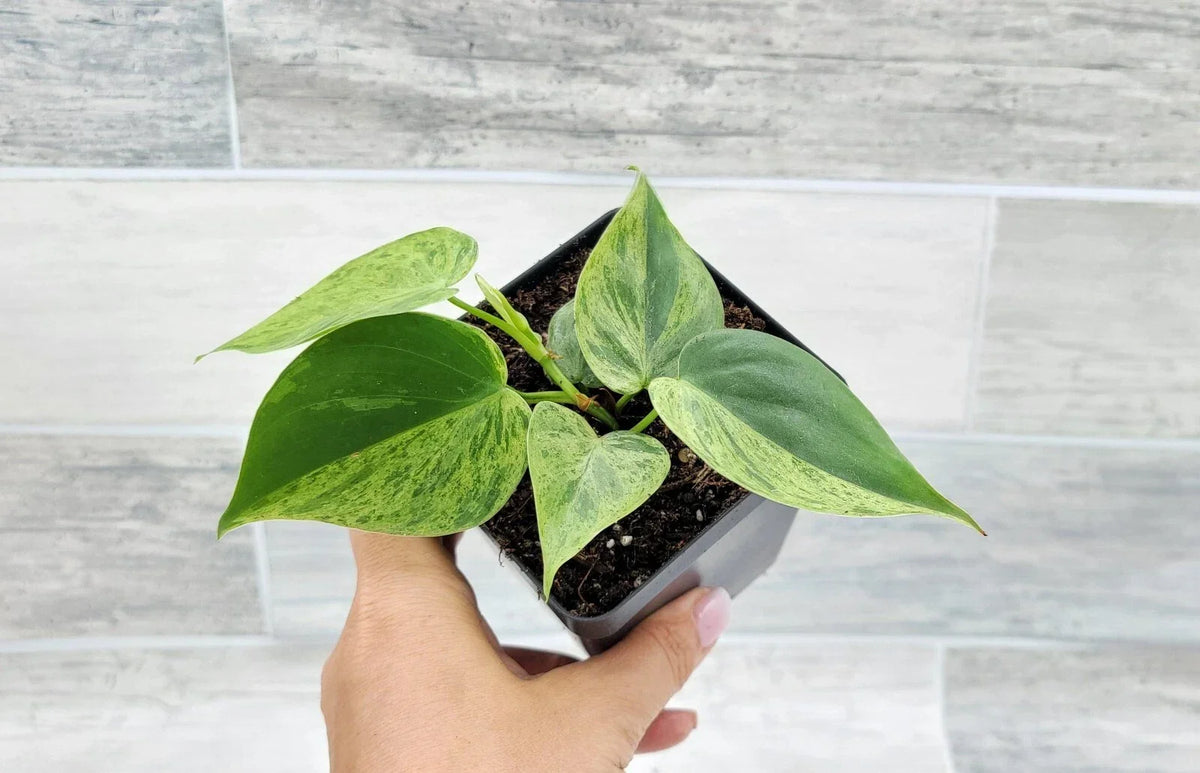 Philodendron Hederaceum Variegated Live Plant - 4" Pot - Variegated Heart Leaf - Easy Care Indoor Plant