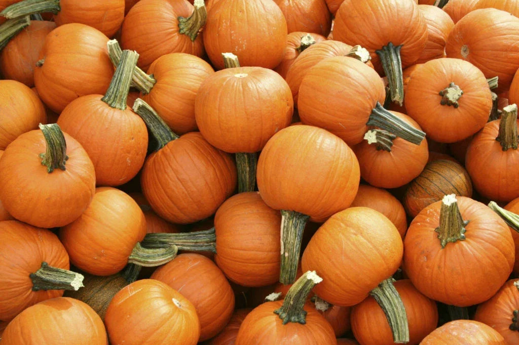 Sugar Pie Pumpkin Seeds 20 Ct Non-GMO Vegetable Garden Seeds Cucurbita pepo for Sweet Flavorful Pumpkins
