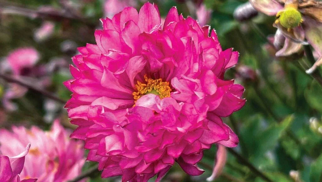 Anemone Windflower Live Plant 1-Gallon Puff Pink Perennial - Anemone hupehensis var. japonica - Pom Pom Pink Flowers