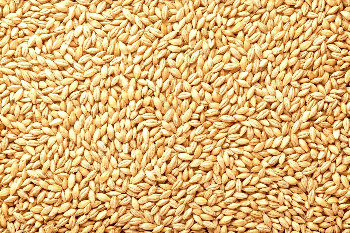 Whole Barley Seeds | All Natural for Juicing & Brewing | Hordeum vulgare | Organic Barley Seed for Beer Making