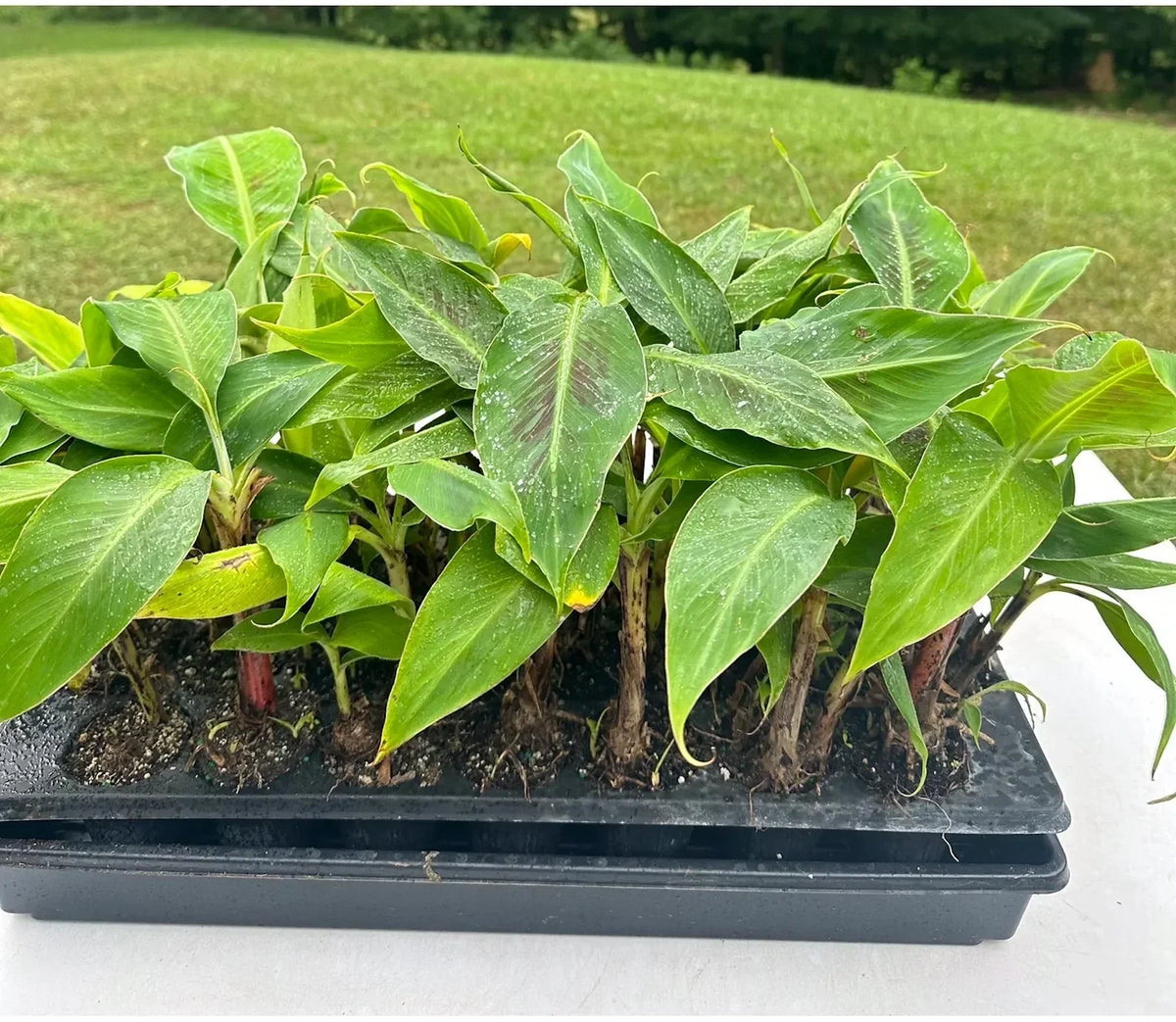 Dwarf Banana Tree - 5 Plants - Musa Cavendish - Cold Hardy Tropical Fruit - Fast Growing for Patio or Container Garden