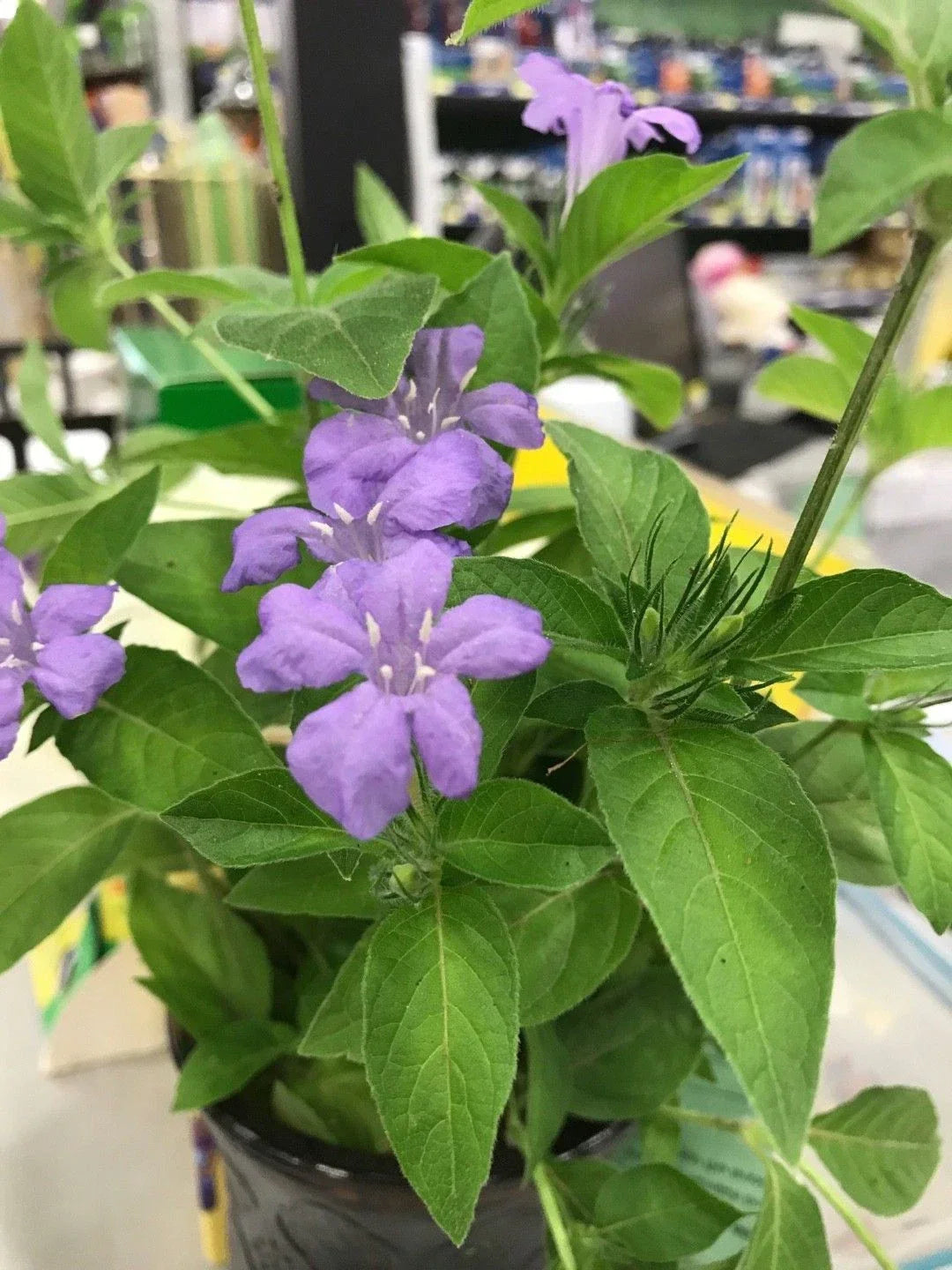 Carolina Wild Petunia Live Plants 2-Pack | Soft Lavender Flowers | Ruellia caroliniensis | Native Ground Cover