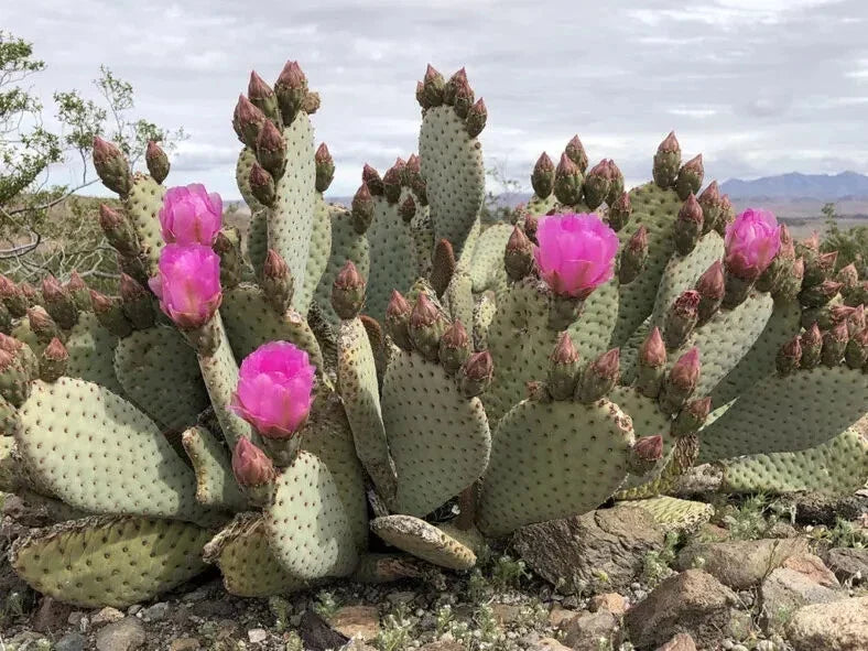 Beaver Tail Cactus Pad, 1 Pad, Pink Flowers, Opuntia basilaris - Ideal for Xeriscaping & Container Gardening