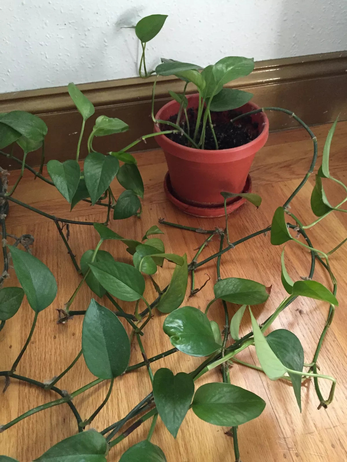 Organic Jade Pothos Cuttings - Live Plant - Epipremnum aureum - Indoor Air Purifier - California USA