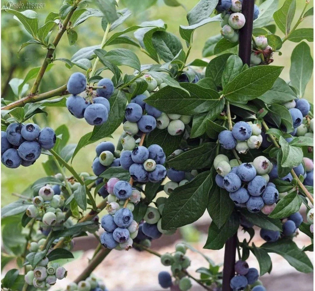 Highbush Blueberry Seeds - 30++ Heirloom Organic Vaccinium sect. Cyanococcus for Home Gardens and Small Farms