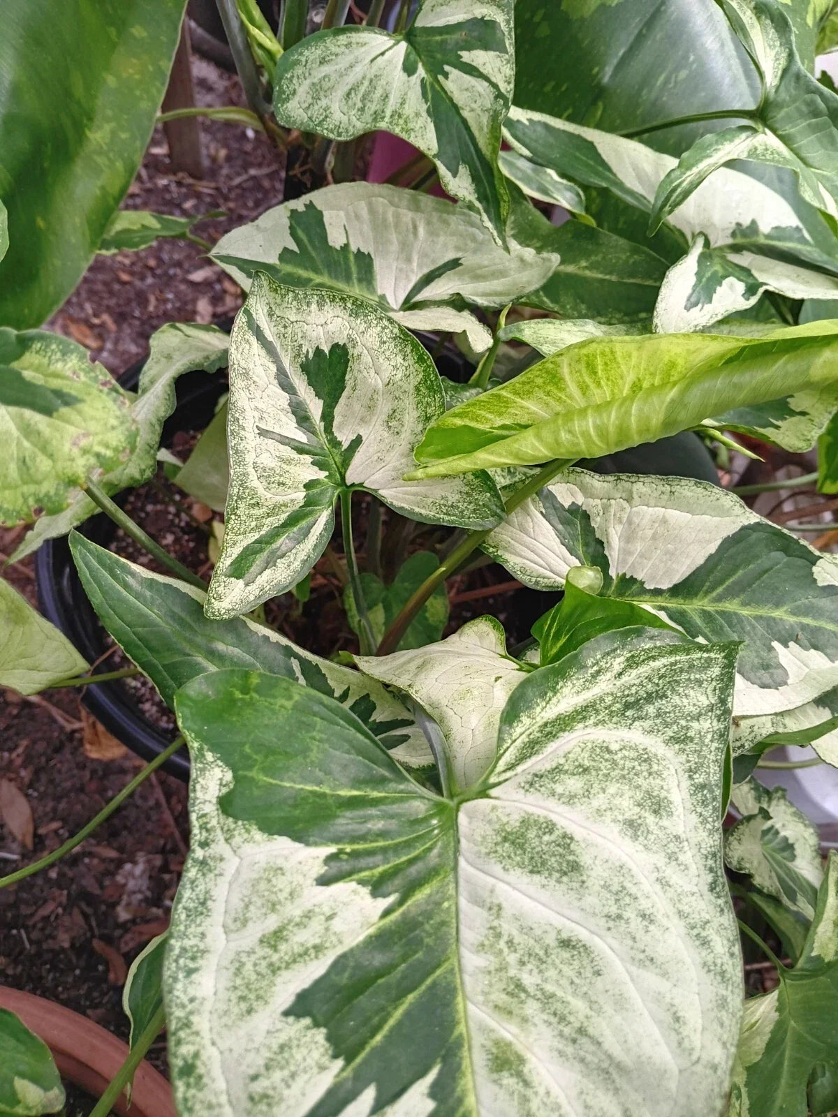 Syngonium Cutting - 2 Leaves, 2 Nodes - Three Kings Variegated - Syngonium podophyllum - Live Plant for Indoor Garden