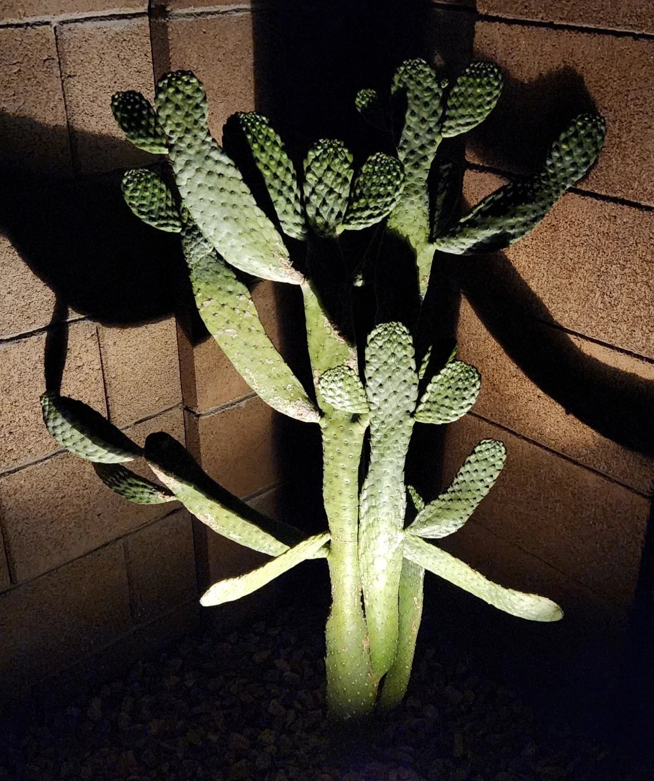 Road Kill Cactus Live Pad Cutting (1) - Consolea Rubescens - Unique Succulent for Home Garden Decor, Easy to Propagate