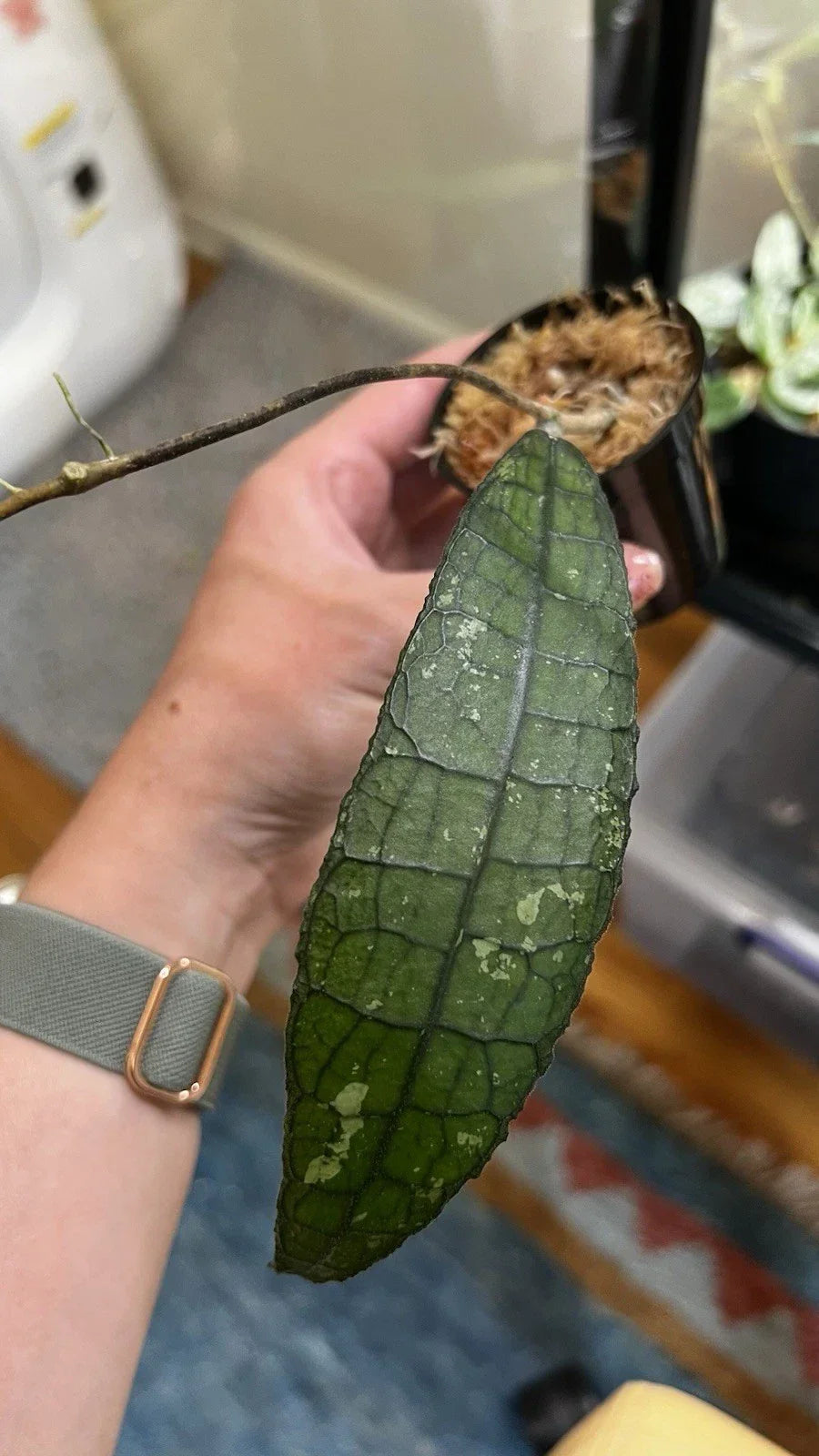 Hoya Clemensiorum Cutting - 2in Pot - Red and White Blooms - Hoya clemensiorum - Rare Houseplant