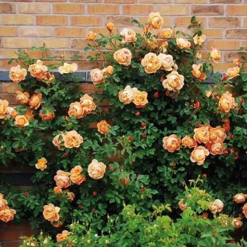 Climbing Rose Seeds - 10 Light Orange Perennial Flower Seeds - Rosa spp. - Vibrant Garden Blooms for Trellises & Fences